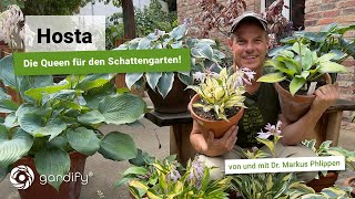 Hosta - Die Queen für den Schattengarten! mit Gartentipps zu Funkien für den Schatten | Gardify