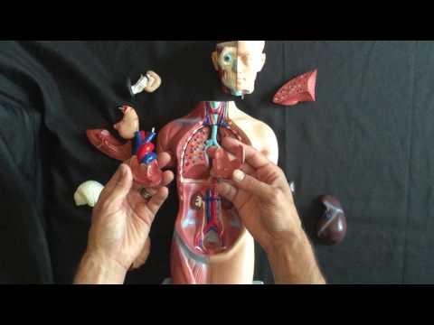 Small anatomy model reconstruction