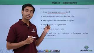 Class 11th - Mitosis – Significance | Cell Cycle and Cell Division | Tutorials Point