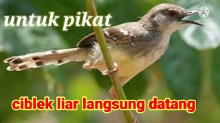 Download lagu SUARA PIKAT BURUNG CIBLEK LIAR 💯 ampuh mp3 Download lagu SUARA PIKAT BURUNG CIBLEK LIAR 💯 ampuh mp3