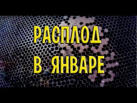 Пчеловодство| Расплод в январе| Гибель семьи 28.01.2017 Ошибки пчеловода