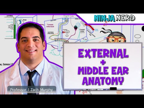 Special Senses | External & Middle Ear Anatomy