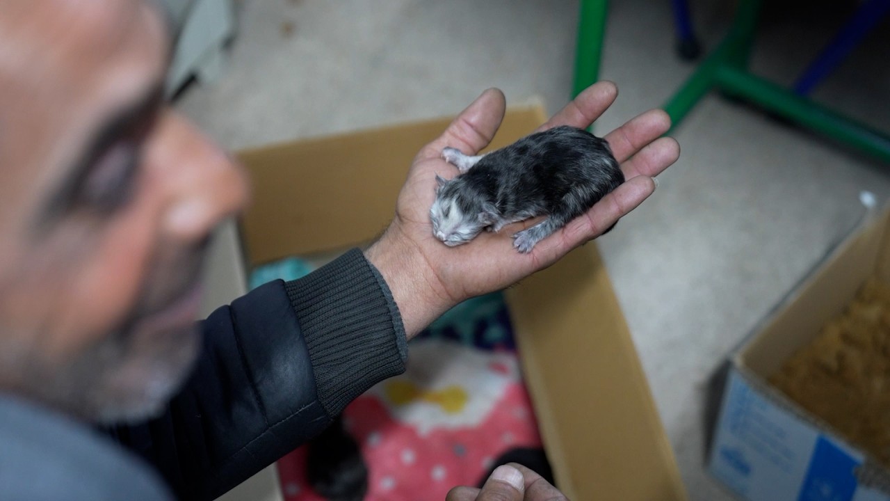 "Det var helt otänkbart för mig att lämna kattungarna"