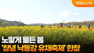 노랗게 물든 봄…'창녕 낙동강 유채축제' 한창 / 연합뉴스TV (YonhapnewsTV)