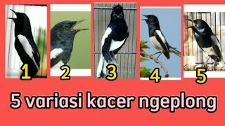 Download lagu 5 variasi kacer ngeplong / kacer ngeplong / masteran burung kacer ngeplong / kicau kacer gacor mp3 Download lagu 5 variasi kacer ngeplong / kacer ngeplong / masteran burung kacer ngeplong / kicau kacer gacor mp3