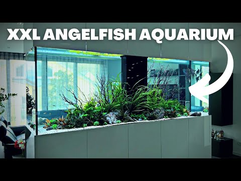 THE MASSIVE ANGELFISH AQUARIUM VIDEO YOU WERE SUPPOSED TO GET