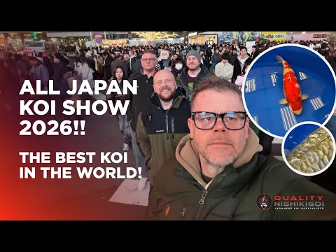 ALL JAPAN KOI SHOW 2026!! THE BEST KOI IN THE WORLD!!!