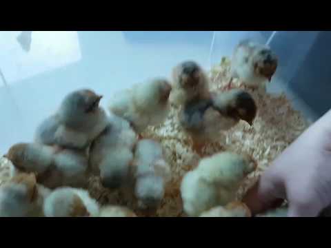 Küken Aufzucht, Zwerghühnerrasse, Zwergwayndotten, DasTV mit Heli Tierische Abenteuer