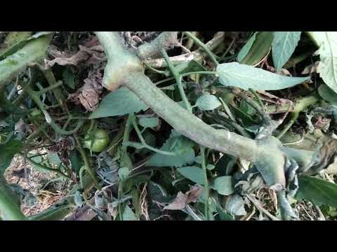 Spadek temperatury w kompostowniku. Uzupełnianie pryzmy kompostowej 16 października 2021