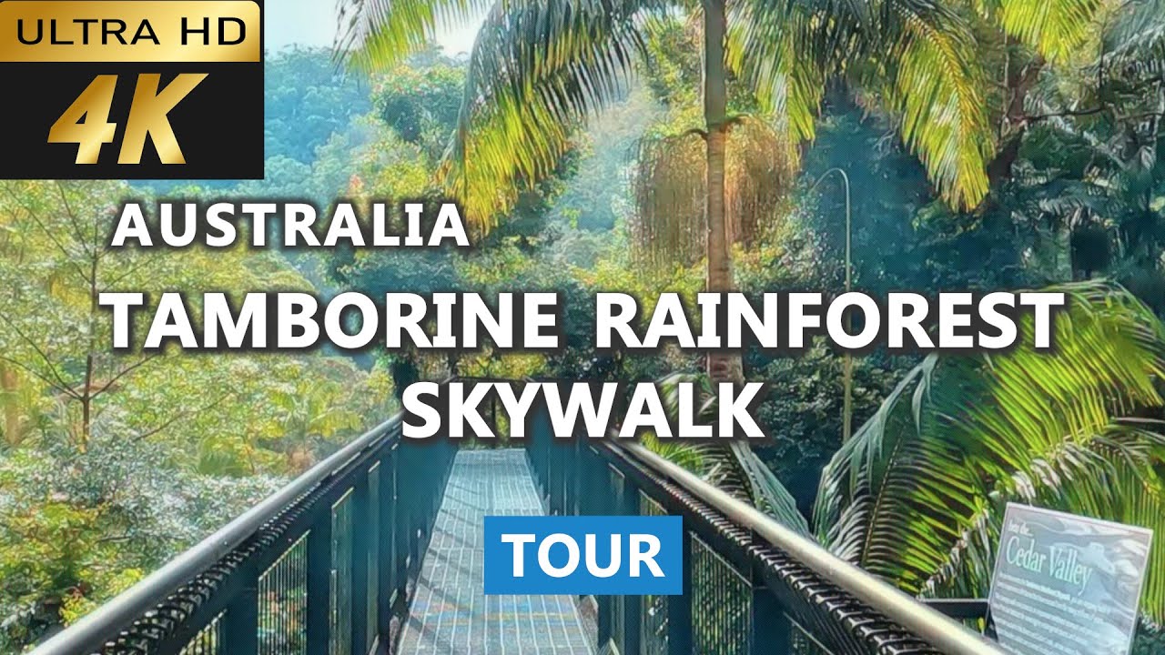 Experience a virtual stroll through Tamborine Rainforest Skywalk.