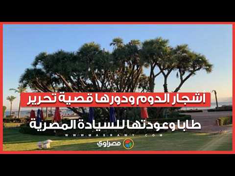 أشجار الدوم ودورها قصية تحرير طابا وعودتها للسيادة المصرية 