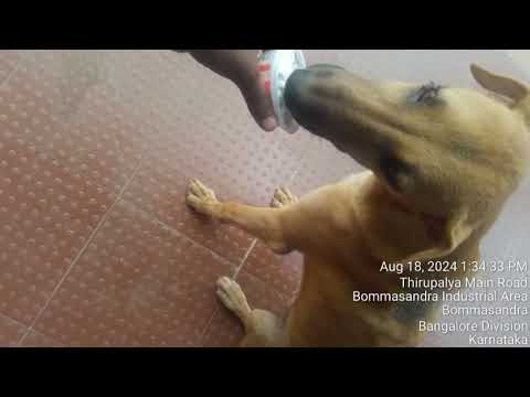 VANILA ICE CREAM to STREET KIDS.1st n last time#dogdaycarelife#dog#dogshorts#dogs#doglover#doglovers