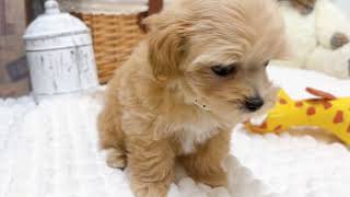 ハーフ犬の動画01