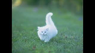 Jumpy haha!!! Area 1a WORLD RECORD 6.254