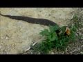Texas Water Moccasin angry in strike position outside feral pig trap