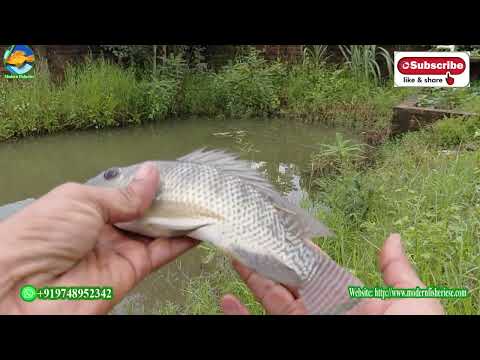 Small Fish Farming - Start Smart, Earn More