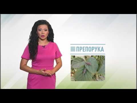 Zelena prognoza, 5.8.2016. - O stanju u zasadima malina i kupina