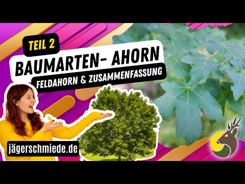 Baumarten - Ahorn (Teil 2) - Feldahorn & Zusammenfassung