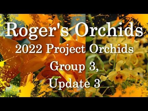 2022 Project Orchids - Group 3, Update 3