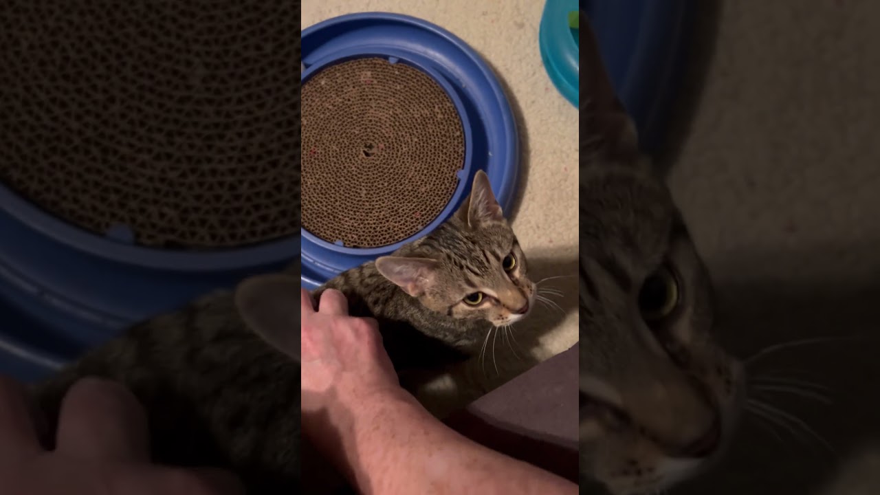 Enlarge Pippa, a ADOPTABLE mixed breed in Lombard, IL video 5/6