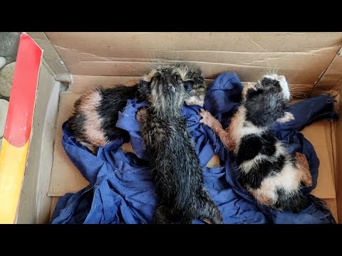 Caught A Man Stuffing a Box of Three Newborn Kittens In It. Episode1 l Lily Ivo