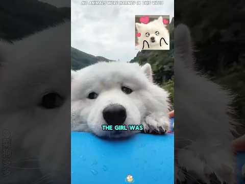 This Dog Didn't Want to Leave Its Owner #funnyshorts #pets #cute #love
