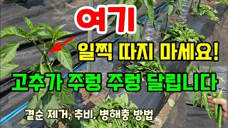 고추 첫꽃 곁순제거 방법 빨리 따면 안됩니다 이때 해야 많이 달리고 수확도 빠릅니다 #고추농사 #텃밭농사