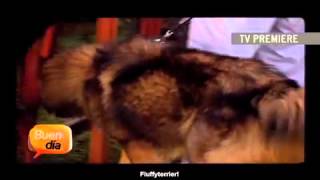 Territorio de Zaguates: Unique Breeds