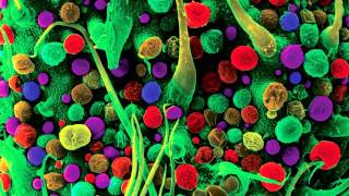 Ronnie Foster – Mystic Brew