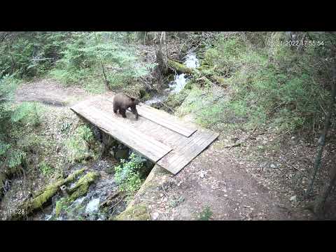 Black Bear. 5/21/2022