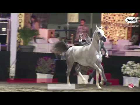 N.76 MUSHYR GHARNATAH - OMAN - Alrubatiya International Arabian Horse Championship - Colts 2 Yea...