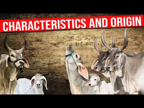 , title : '🔴 GUZERAT Cattle Breed Characteristics and Origin'