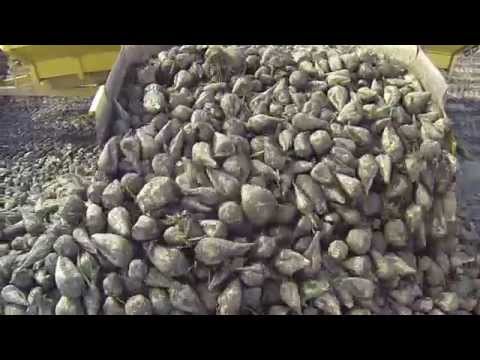 Making Beets into Sugar