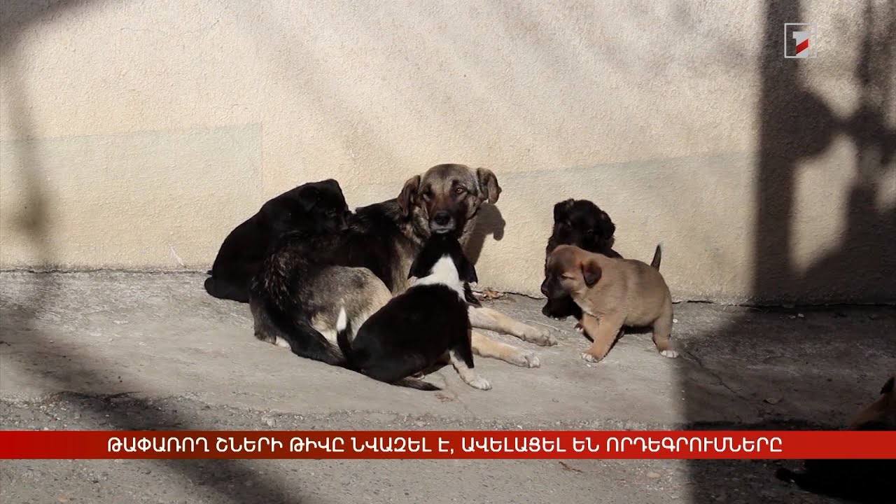 Թափառող շների թիվը նվազել է, ավելացել են որդեգրումները