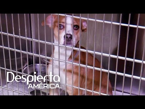 Abandoned Hearts: What Happens When a Pet Is Left Homeless?