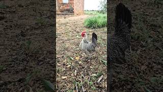 A garnizé Ema Está de Volta! #shorts