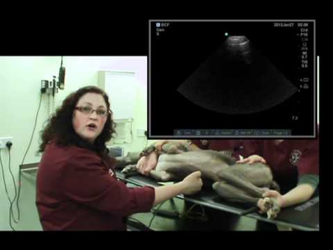 IMV imaging cardiac ultrasound video 3 - Ultrasound machine setup
