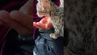Download lagu #https://youtube.com/shorts/H-yW2s6mMp0?si=ygcyn8DbFFAsIw6s# #cat #cute# mp3