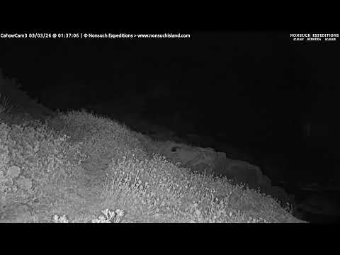 CahowCam3 LiveStream - Nonsuch Expeditions | nonsuchisland.com