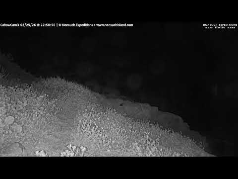 Bermuda Cahow - Ocean View thumbnail