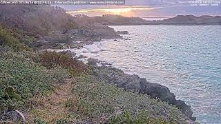 Bermuda Cahow - Ocean View