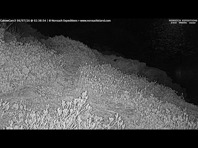 ノンサッチ島 カホウ野鳥保護区（ノンサッチ島はバミューダの自然保護区で、絶滅危惧種・IUCNレッドリスト掲載のカホウ（Bermuda Petrel / Cahow）の繁殖地。カホウは一時絶滅したと考えられていたバミューダ固有の海鳥）