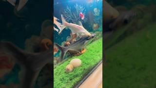 Download lagu Aquarium Fish 🐠 #fish #aquarium #shorts mp3