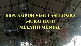 Download lagu SIMULASI LOMBA MURAI BATU MELATIH MENTAL... mp3