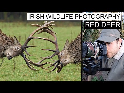 Wildlife Photography - Irish Red Deer