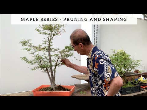 , title : 'Maple Series - Part II - Pruning & Shaping'