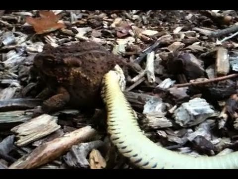 YouTube Video VRbx0WbI7B8