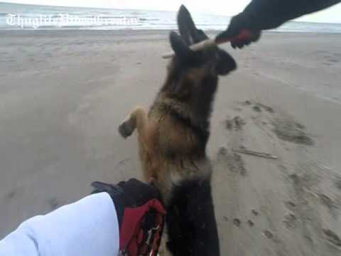 thuglife german Shepherd