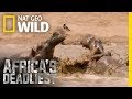 Hippo Vs Lions Africa S Deadliest