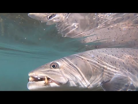 Mladica na Drini - Sezona 2019/2020